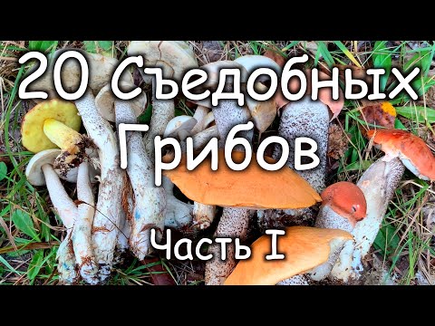 Видео: 20 Съедобных Грибов В Которых Нельзя Ошибиться! Часть 1