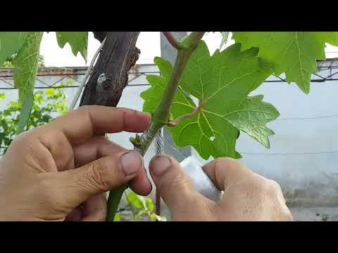Видео: Чашмакпайванди ангур бо усули сабз дар сабз.