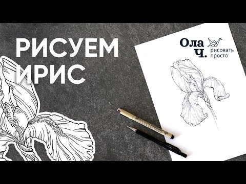 Видео: Как нарисовать Ирис – Уроки рисования – Ола Ч.