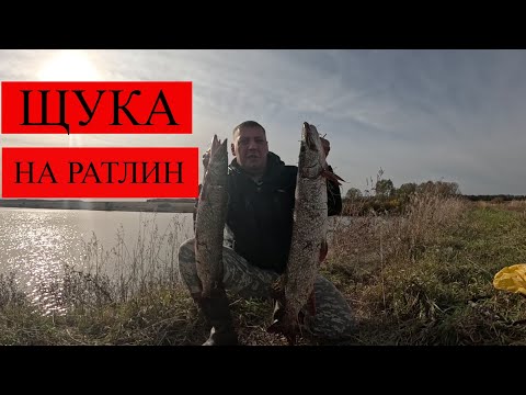 Видео: ЩУКА НА РАТЛИНЫ. ПОЙМАЛ ТРОФЕЙ.