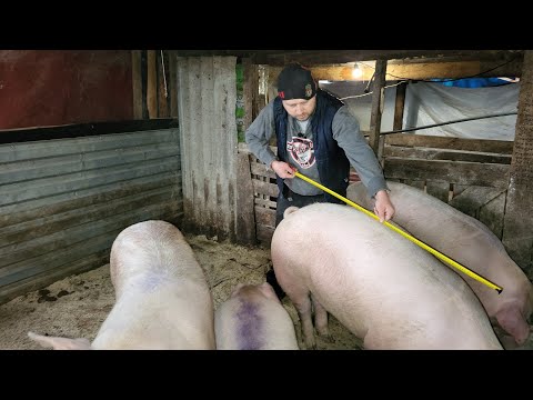 Видео: ✅ Четверть 🐷🥩 по 170 грн за кг 💪 Свиньи ровно 6 месяцев на откорме = 250 кг ❓🤔😱 Свиньи как Бизнес 🐷