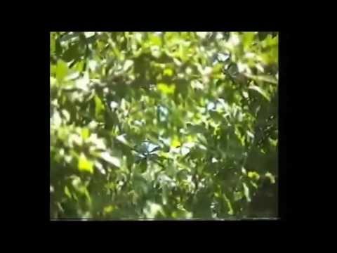 Видео: Говсаны   1995
