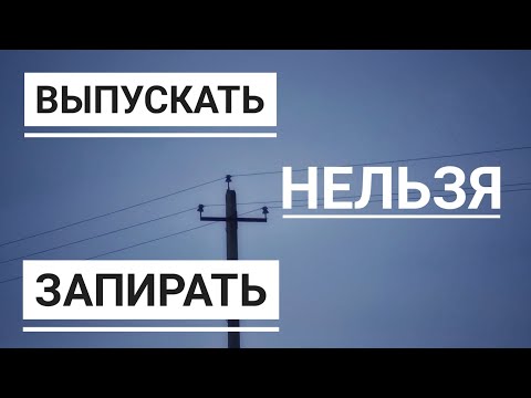 Видео: О гибели ястреба Клюквы