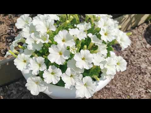 Видео: Петуния Джоконда. 
