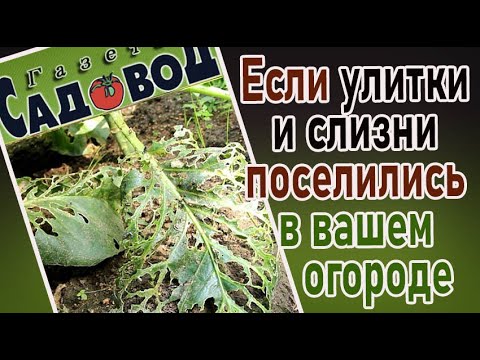 Видео: Если улитки и слизни поселились в вашем огороде