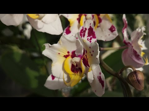Видео: Восхищение из года в год🥰роспуски новеньких и давно любимых орхидей❤️