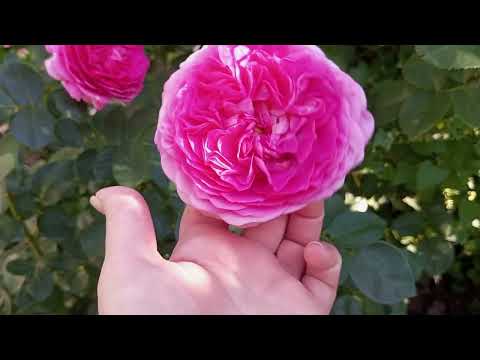 Видео: І знову троянди)