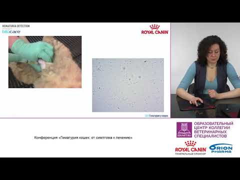 Видео: Прокофьева Н. И. - Обзор причин гематурии кошек