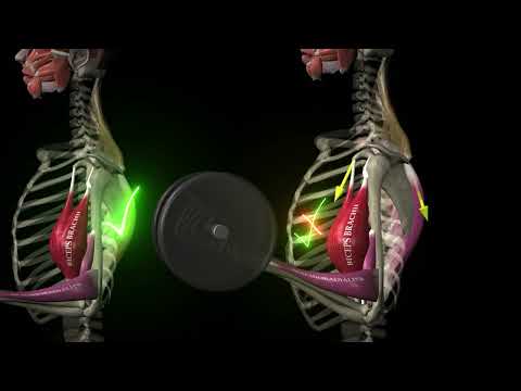 Видео: Что нужно знать про Бицепс  и как он работает / Двуглавая мышца плеча