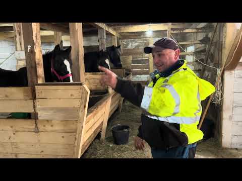 Видео: 🔥Жеребець Каспер🔥 0969603822 Олег 