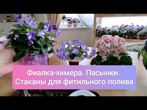 Видео: Фиалка-химера, размножение, пересадка. Фитильные стаканы