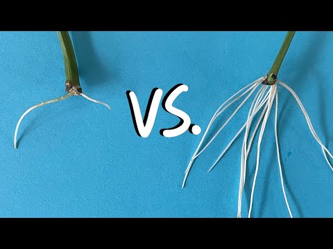 Видео: Правда о самодельных корневых гормонах - тестирование 6 самодельных корневых агентов