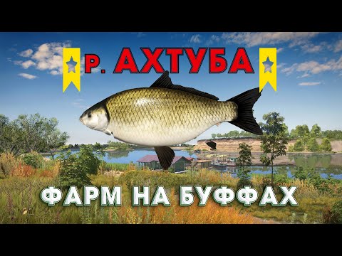 Видео: ФАРМ на БУФФАХ на р. АХТУБА | РУССКАЯ РЫБАЛКА 4 | СТРИМ