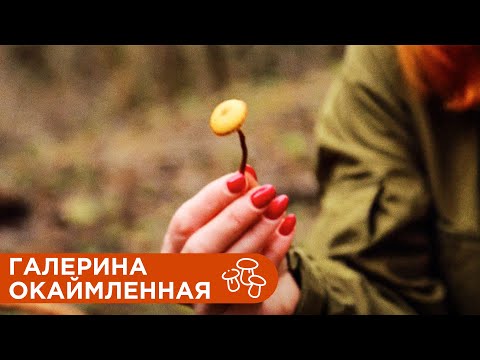 Видео: Очень Ядовитый Гриб Галерина Окаймленная.