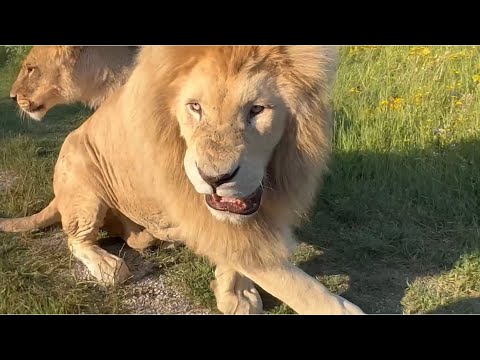 Видео: За Олега Зубкова спряталась не только я, НО И ЛЬВЫ!