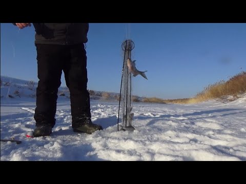 Видео: Хапуги рвались, рыба кишила, а мы были в восторге!