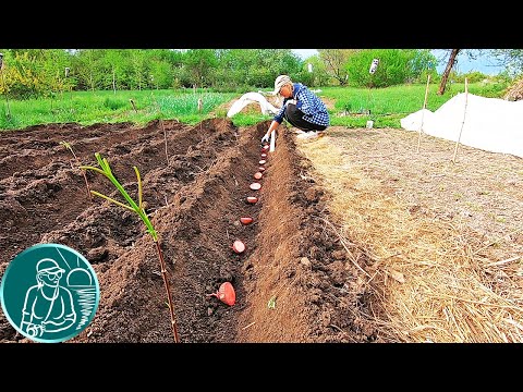 Видео: 🥔 Посадка картофеля верхушками клубней 🌱 Сравнение всходов 🔪 Можно ли резать картофель