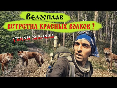 Видео: ВЕЛОСПЛАВ/ РЫЖИЕ СОБАКИ ИЗ МАУГЛИ  УБИЛИ МАРАЛА В ТАЙГЕ/ ЗА МНОЙ КТО ТО НАБЛЮДАЕТ...