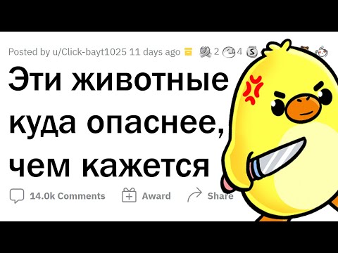 Видео: Какие ЖИВОТНЫЕ опаснее, чем кажутся?