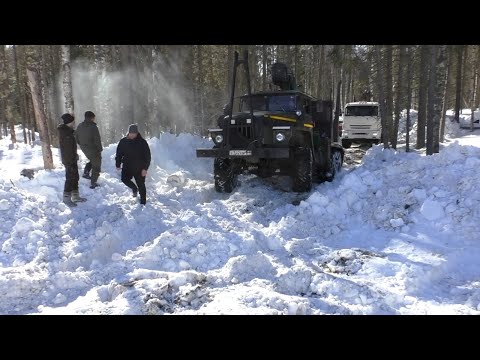 Видео: Уралы и Камазы пробивают дорогу в делянку.