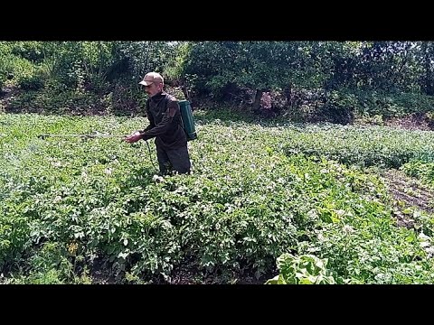 Видео: ДІЄВІ ПРЕПАРАТИ ВІД ФІТОФТОРИ /ОБРОБЛЯЄМО КАРТОПЛЮ ПОМІДОРИ ВІД ФІТОФТОРИ /9 червня 2024 р.