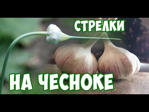 Видео: Стрелки Чеснока - Польза и Вред ✔️ Урожайный  огород