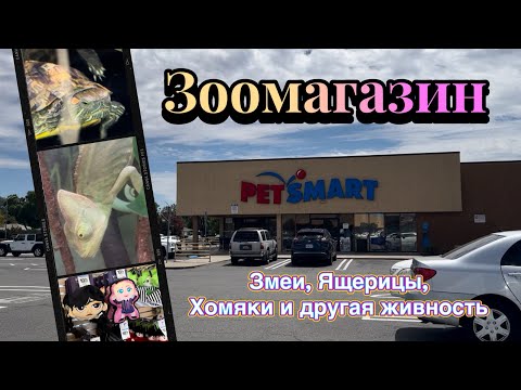 Видео: США Влог. Зоомагазин. Змеи, Рыбки, Пауки и тд. #калифорния #зоомагазин #сшавлог #америка #california