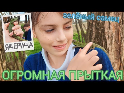 Видео: Поймали ОГРОМНУЮ прыткую / Ловля ящериц