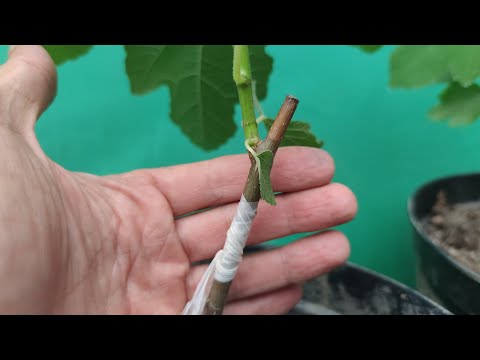 Видео: Grafting a fig tree via grafting pruner // Прививка Инжир прививочным секатором