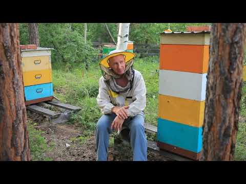 Видео: прием и подсадка маток