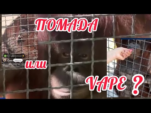 Видео: Бедная Дана, не vape так помада #тайган #zoo #zooanimals #dana #зоопарк #берегите #animallovers 