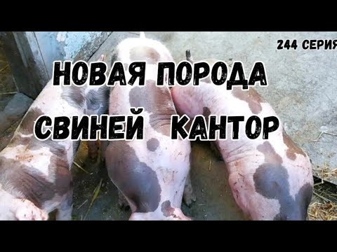 Видео: Породы свиней на нашем хозяйстве (пьетрен, дюрок, кантор, пьетрен-макстер, КБ, ландрас).