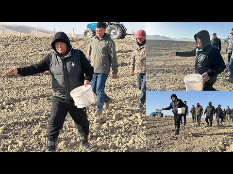 Видео: Ош МЭРИ өзү ЧАЧЫП буудайды КҮЗГҮ үрөн СЕБҮҮ иштерин БАШТАП берген ВИДЕО толугу менен #АкыркыКабарлар