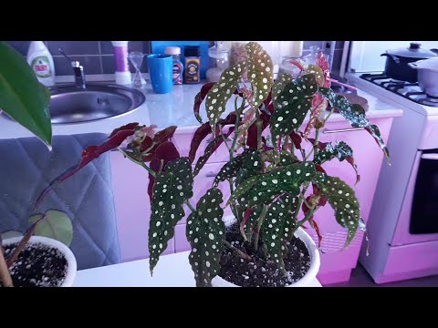 Видео: КОМНАТНЫЕ РАСТЕНИЯ(ЦВЕТЫ).ПЕРЕСАДКА.