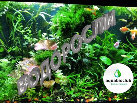 Видео: Профилактика и #борьба с #водорослями в #аквариуме. Все о водорослях и причинах их появления.