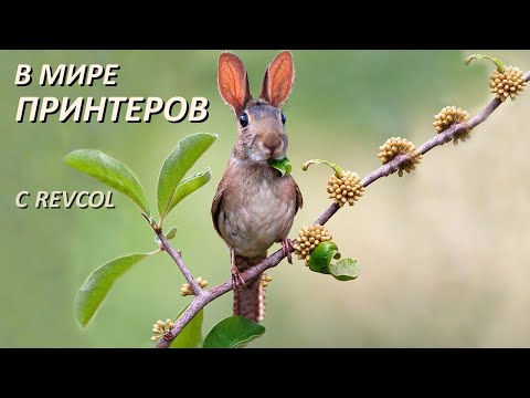 Видео: В мире принтеров с Revcol