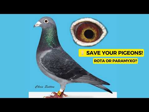 Видео: Ротавирус и парамиксоз: объяснение от доктора Ханса де Верда | Правда, которую должен знать кажды...