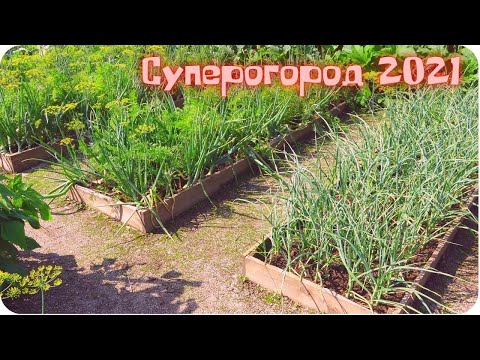 Видео: Экскурсия на супер огород мечты 2021