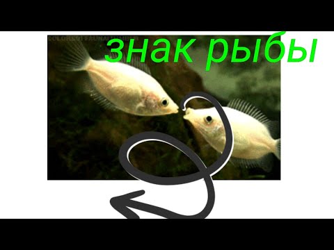 Видео: Рыбы. Знак зодиака. Миф.