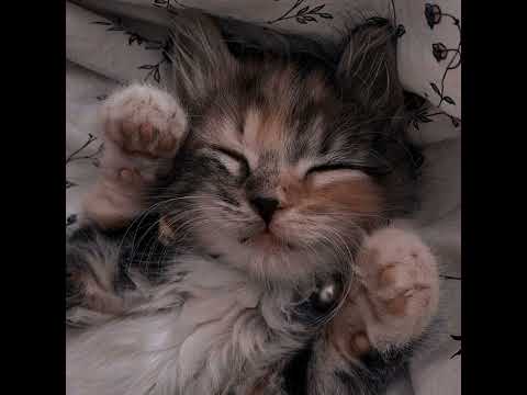 Видео: Остап Парфенов - Мужчина должен (speed up)