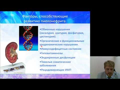 Видео: Урология 1.Пиелонефрит