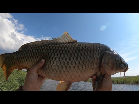 Видео: Трофейная РЫБАЛКА кастинговой сетью!!!Давно не ловил таких КАБАНОВ!!!