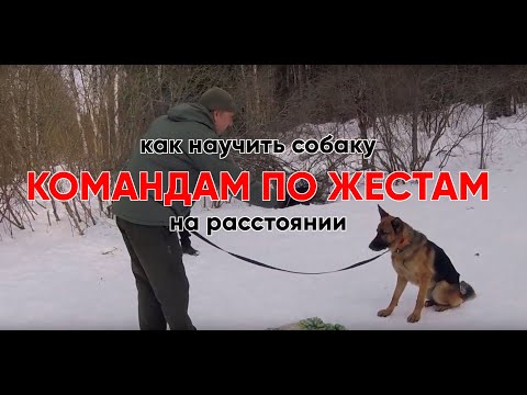 Видео: Выполнение команд по жестам на расстоянии