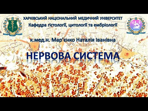 Видео: Нервова система. Гістологія