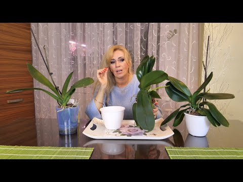 Видео: Орхидеи от Анны - ЛИСТЬЯ ТОРЧКОМ, ЦВЕТОНОСЫ ОТОВСЮДУ, СПАСЛИ но СТОЛКНУЛАСЬ С ОПАСНОСТЬЮ...