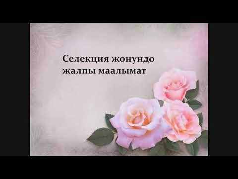 Видео: Селекция жөнүндө жалпы маалымат.