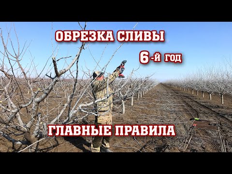 Видео: Правильная ОБРЕЗКА СЛИВЫ /6-й год после посадки/Опытный участок