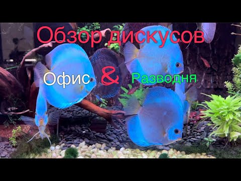 Видео: Обзор дискусов и скатов. Офис и разводня. ADC news 07.07.2024