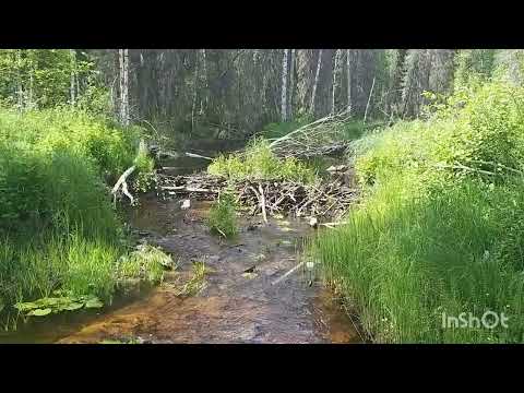 Видео: Вадья, Коношский район, Архангельская область.