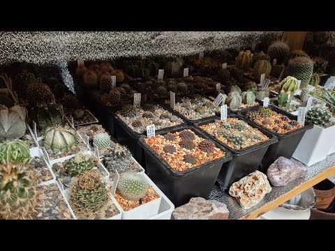 Видео: Переезд колючек 🚘🌵 | Подготовка к зимовке❄️  #cactus #kaktus #plants #succulent #cactuslover 